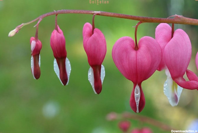 گل قلب مریم از جمله گل های مناسب بهار