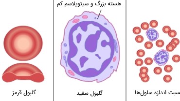 ساختار سلول‌های خونی