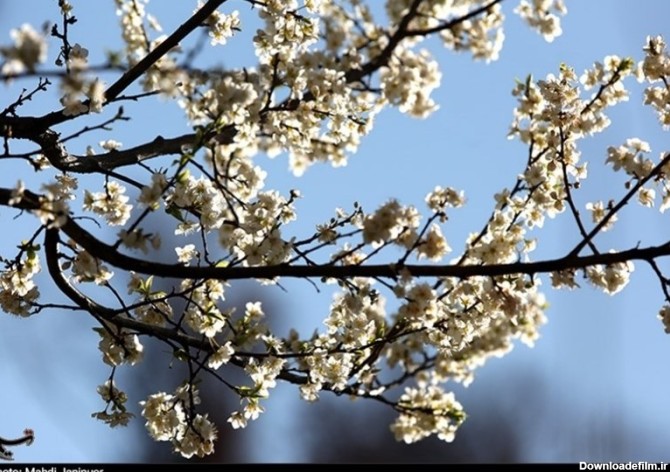 شکوفه‌های بهاری در اصفهان به روایت تصویر