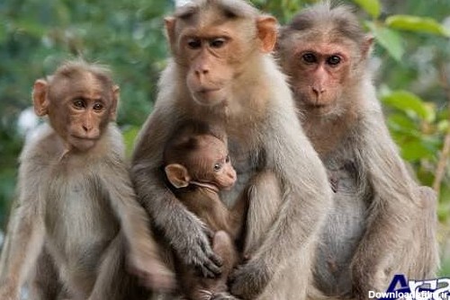 images of monkeys (23) آرگا