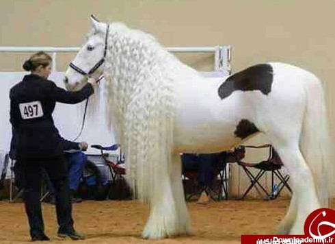 زیباترین تصاویر از اسب های جهان
