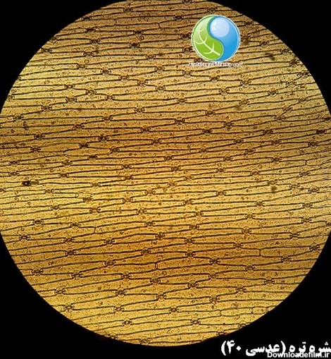 تصویر میکروسکوپی اپیدرم تره