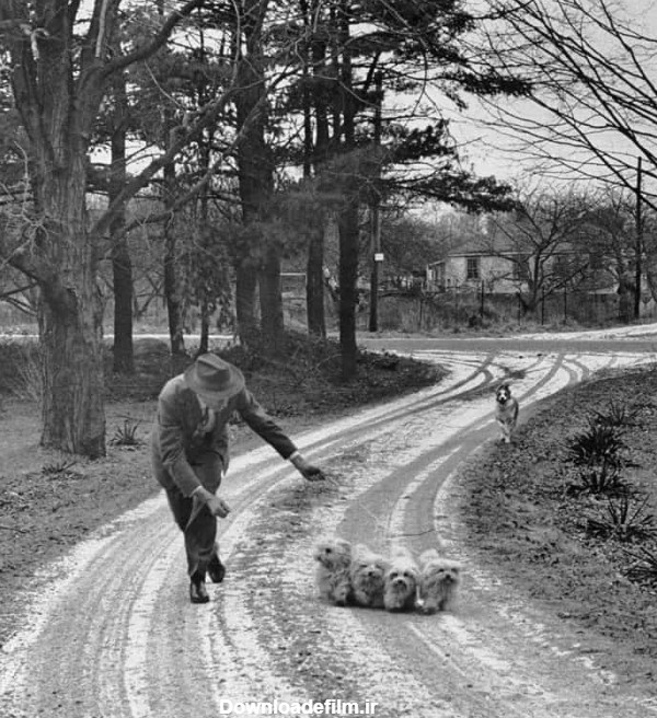 عکس قدیمی از چند سگ مالتی در حال پیاده روی
