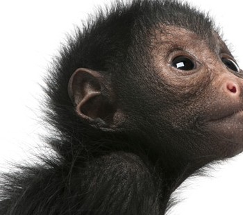 عکس میمون از نیمرخ