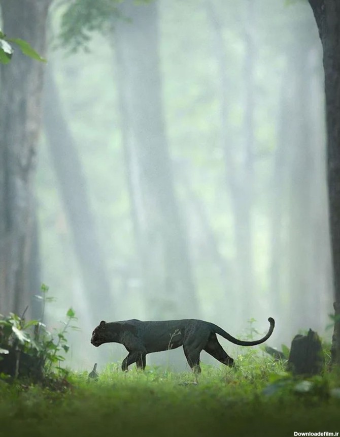 پلنگ سیاه کمیاب در حال پرسه در جنگل / شاز جاگ