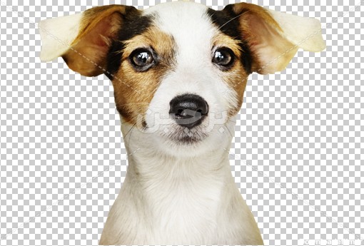 Borchin-ir- adorable-jack-russell-retriever-puppy-portrait عکس بدون زمینه چهره سگ خانگی۲