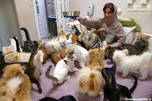 زنی که 500 گربه و سگ در خانه دارد! (+عکس)