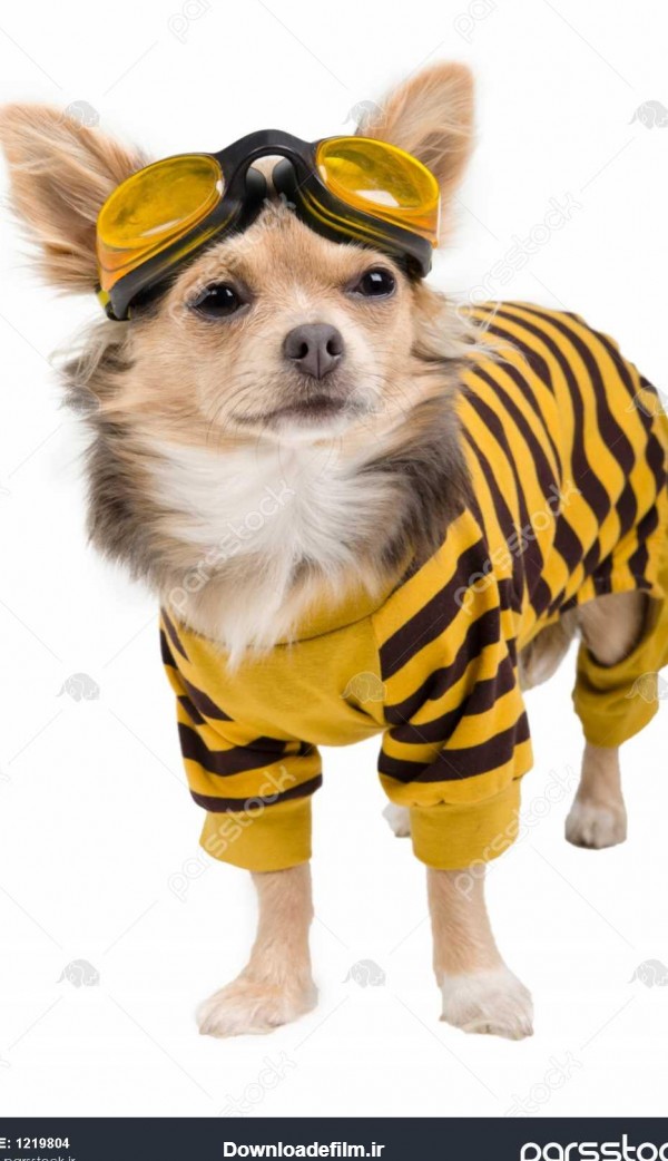 عکس سگ هاسکی زرد
