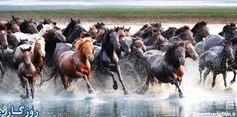 اسب هایی که بسیار زیباست اما نه برای ایرانی ها ! (+عکس)
