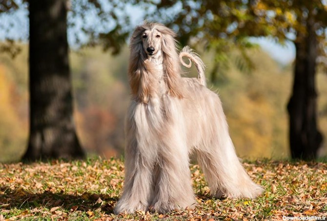 مشخصات کامل، قیمت و خرید نژاد سگ افغان هاند (Afghan Hound) | پت راید