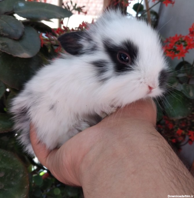 بچه خرگوش های زیبا