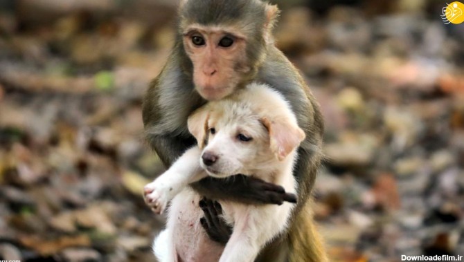 وقتی میمون، سگ کوچک را به اسارت گرفت! - بهار نیوز