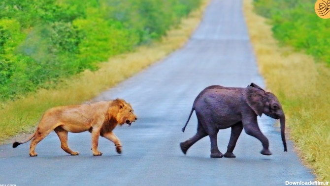 فرارو | (ویدئو) اتفاق نادر در حیات وحش؛ شیرها به دنبال شکار فیل کوچولو