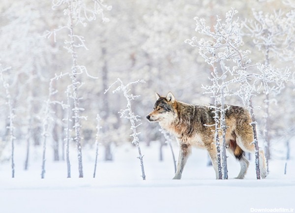 گرگ تنها - گرگ زمستانی