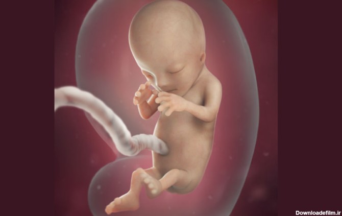 اندام‌های جنین در هفته دوازدهم حاملگی شکل گرفته و باید به بلوغ برسند.