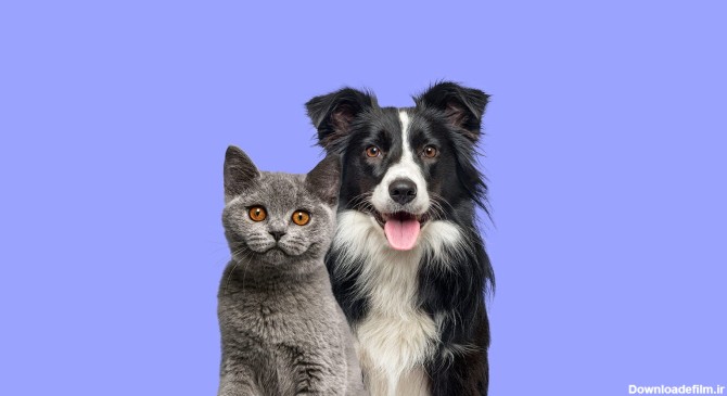 نگهداری سگ و گربه با هم در خانه: راهنمایی کامل - پت شاپ آنلاین ...