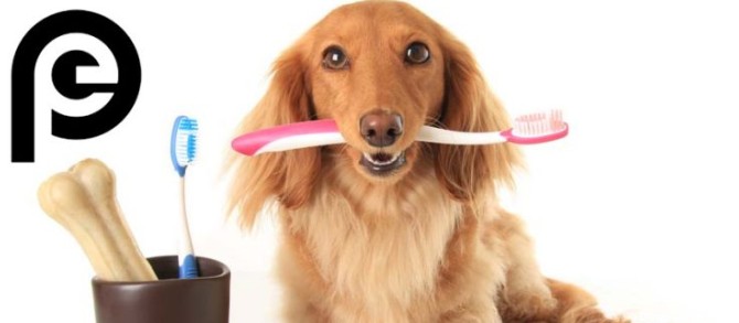 اهمیت بهداشت دندان حیوانات خانگی