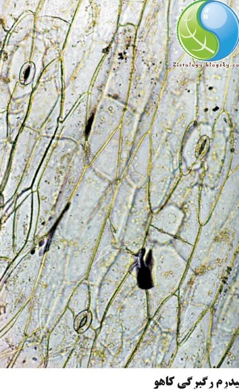 تصویر میکروسکوپی اپیدرم رگبرگی کاهو