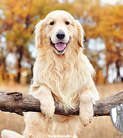 سگ گلدن رتریور | ویژگی و نحوه خرید گلدن رتریور | Panpetkc
