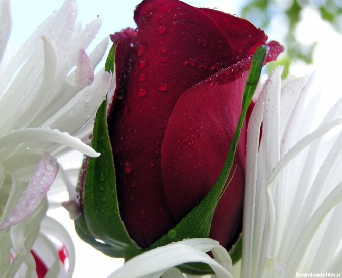 عکس هایی از گل های زیبا و رمانتیک www.taknaz.ir
