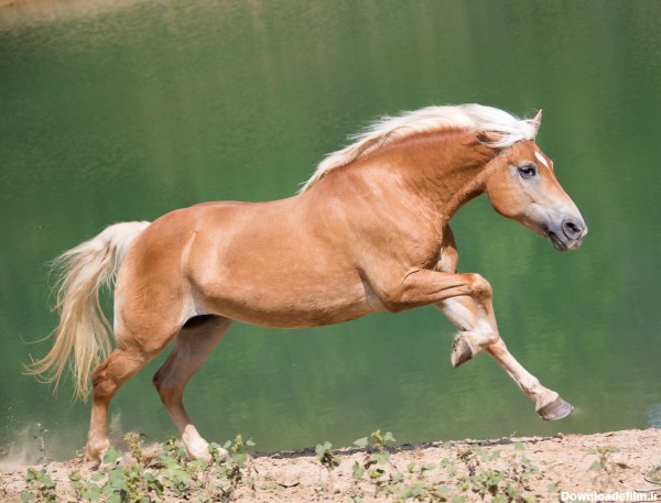 عکس اسب طلایی زیبا در حال دویدن