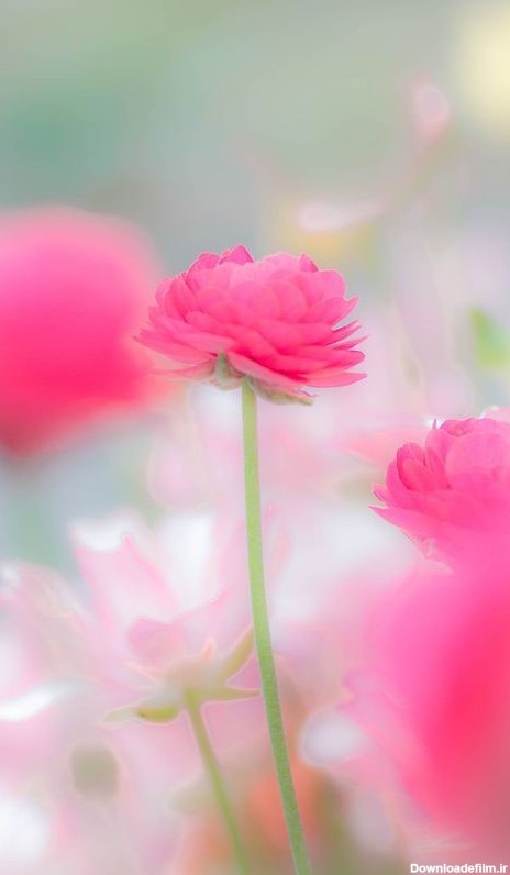 عکس گل برای بک گراند گوشی