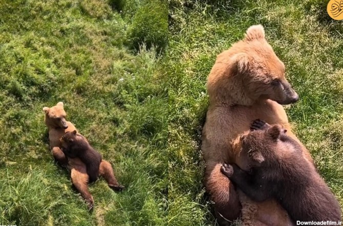 فرارو | ویدئویی جالب از شیر دادن یک خرس مادر به بچه‌اش