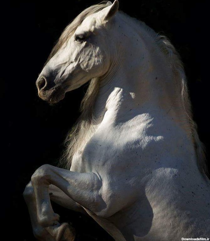 عکس هایی زیبا از اسب حیوان نجیب - کتابخانه عمومی