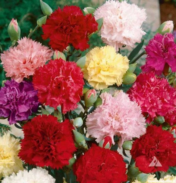 بذر گل میخک گل کاران میکس؛ مشخصات ، قیمت و خرید بذر گل میخک
