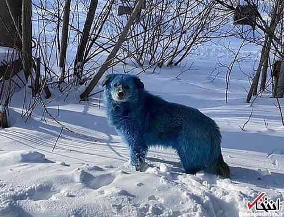 ماجرای مرموز «سگ‌های آبی رنگ روسیه» | سایت انتخاب