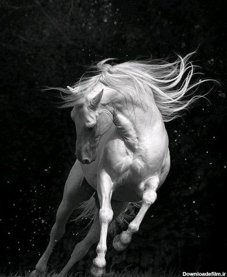 عکس اسب زیبا برای تصویر زمینه