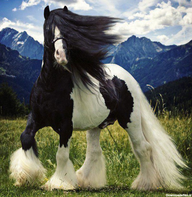 زیباترین اسب جهان+ عکس