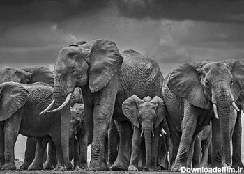 عکس های سیاه و سفید زیبا از حیوانات جنگل