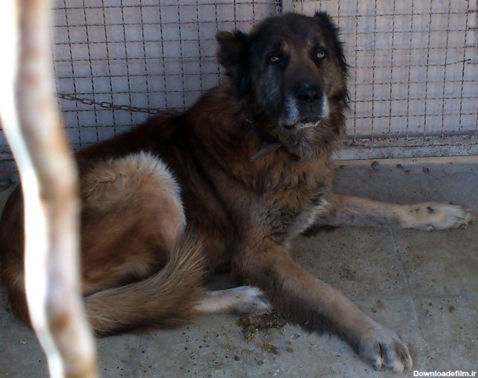 فیلم حمله یک گله سگ وحشی به گوزن یالدار/ ویدئو