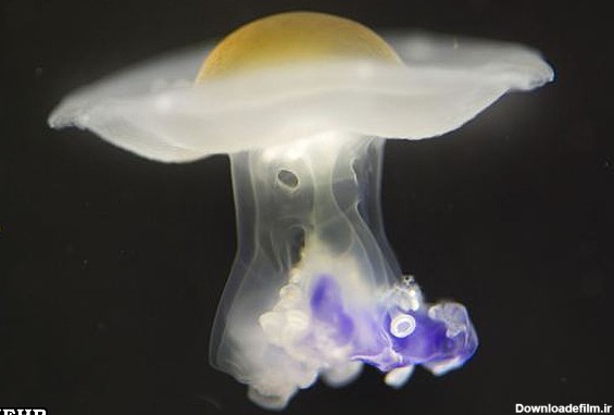 عروس دریایی به شکل تخم مرغ نیمرو!+عکس - جهان نيوز