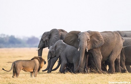 عکس/ تلاش شیرها برای شکار بچه فیل