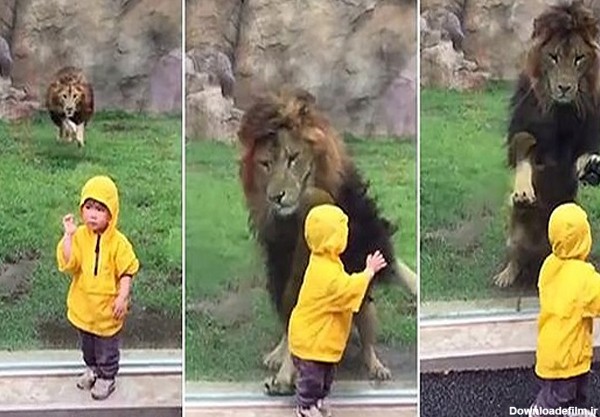 فیلم/ حمله شیر به یک کودک در باغ وحش - مشرق نیوز