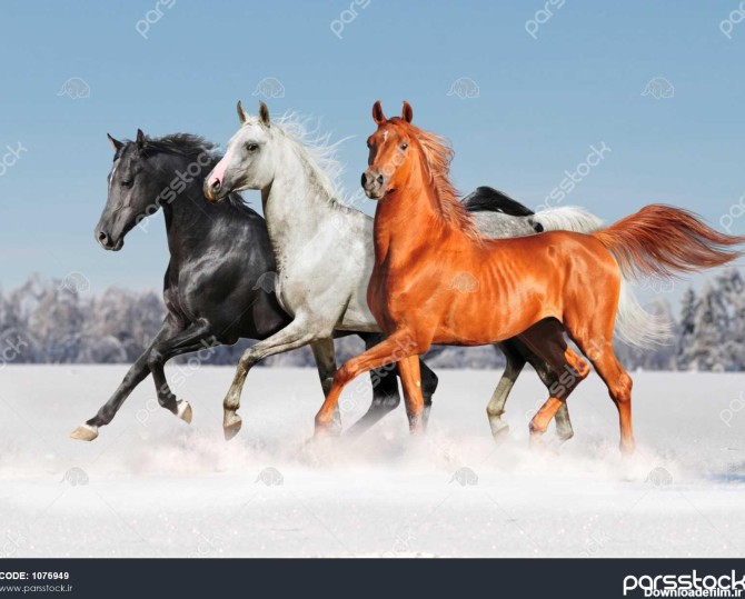 رایگان سه اسب عرب در مزرعه زمستانی 1076949