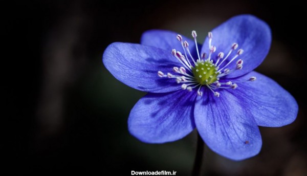 عکس باکیفیت 4k گل آبی برای بک گراند لپ تاپ
