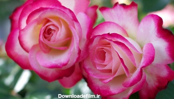 عکس گل رز زیبا با کیفیت بالا برای پس زمینه و پروفایل | حیاط خلوت