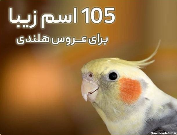 105 اسم قشنگ و بانمک برای عروس هلندی نر و ماده - تهران طوطی