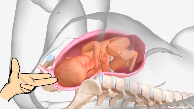 روند زایمان طبیعی و مراحل تولد نوزاد
