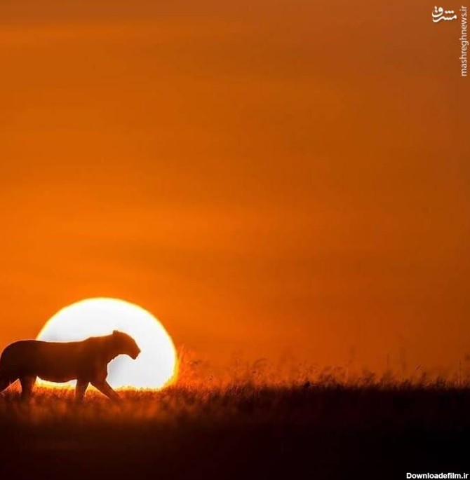 مشرق نیوز - عکس/ ثبت لحظات زیبا از دنیای حیوانات