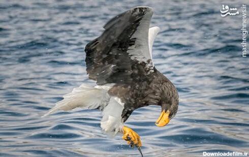 مشرق نیوز - عکس/ شکار ماهی توسط عقاب گرسنه