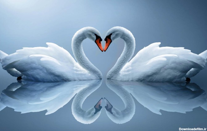 دانلود عکس رویایی از ساختن قلب با سر دو قوی عاشق و سفید رنگ 8k