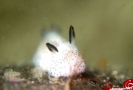 خرگوش دریایی که تابحال ندیده اید +تصاویر