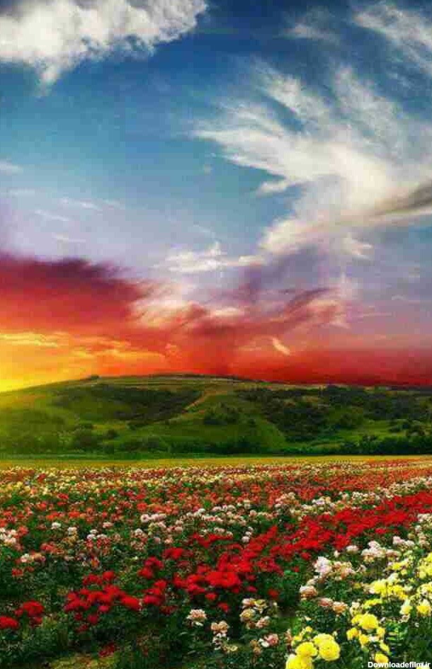 گلهای زیبا و رنگارنگ. - عکس ویسگون
