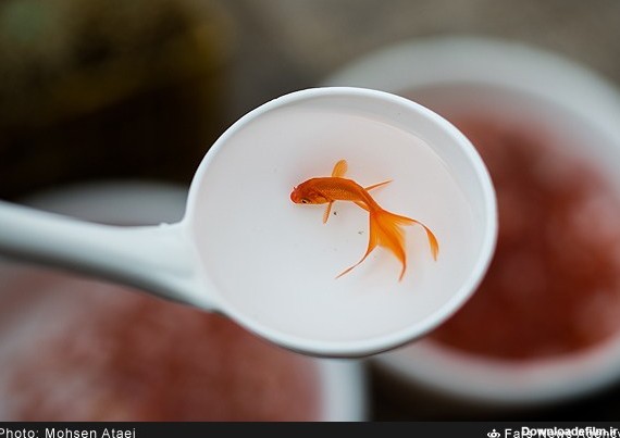 ماهی قرمز | خبرگزاری فارس