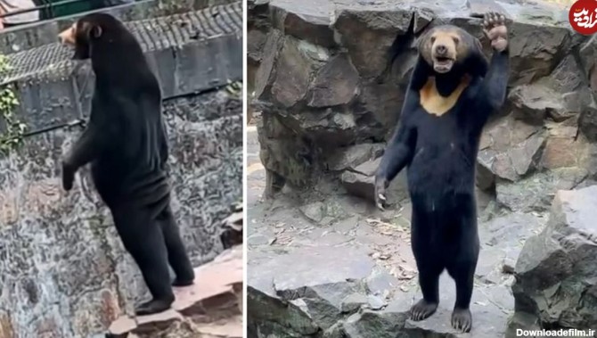 این خرس آدم نیست! پنج واقعیت جالب دربارۀ «خرسِ آفتاب»