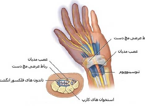 آناتومی مچ دست (جامع) | سایت تخصصی دانشجویان بهداشت حرفه ای